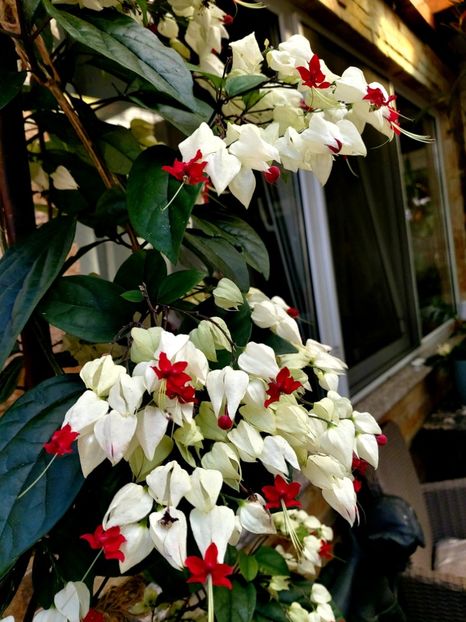  - Clerodendron thomsoniae evolutie 2020