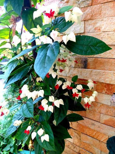  - Clerodendron thomsoniae evolutie 2020