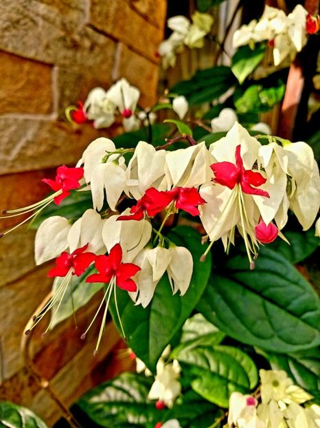  - Clerodendron thomsoniae evolutie 2020