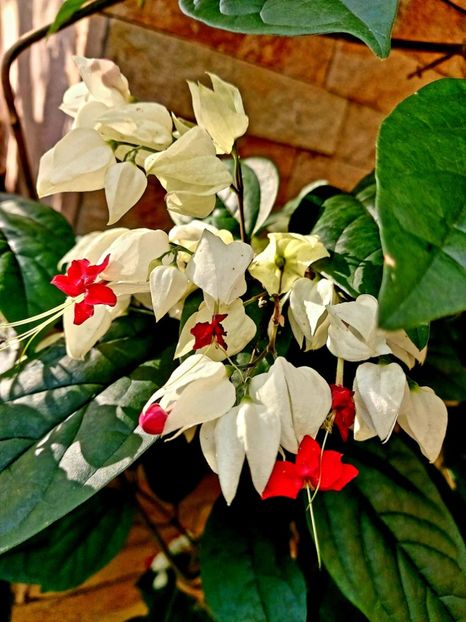  - Clerodendron thomsoniae evolutie 2020