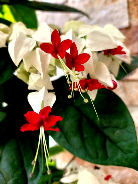  - Clerodendron thomsoniae evolutie 2020