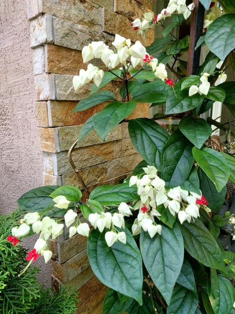  - Clerodendron thomsoniae evolutie 2020