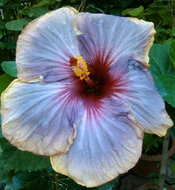 a doua zi - Hibiscus Luck by Chance