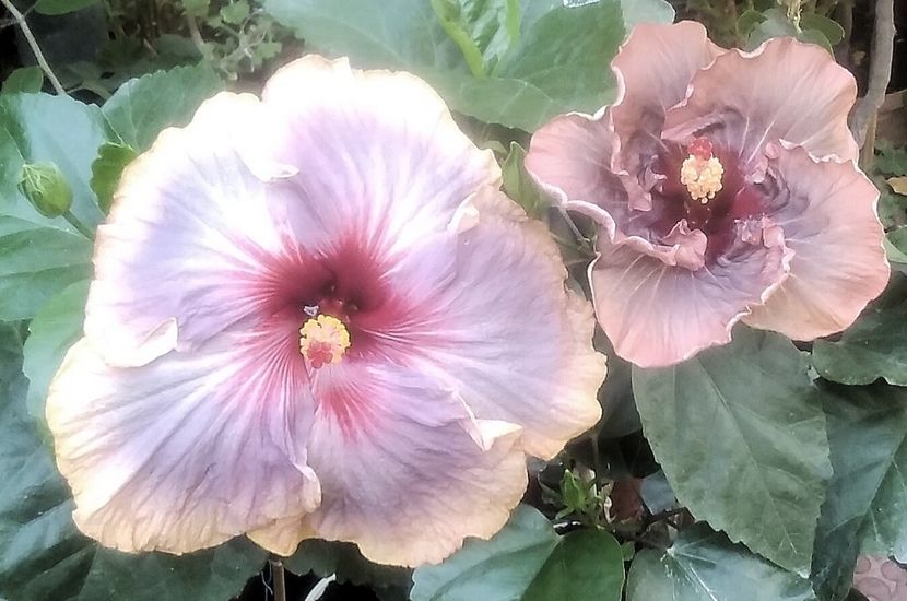  - Hibiscusi din colectie