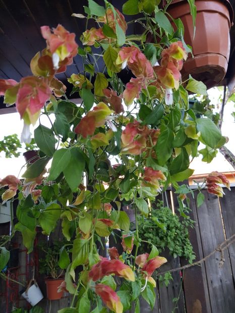  - Alte flori