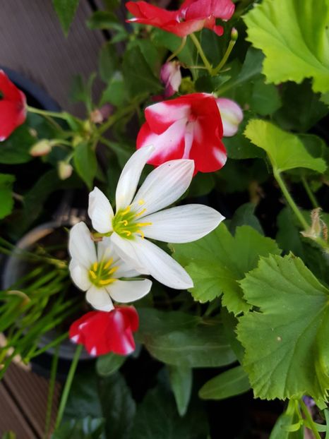  - Alte flori