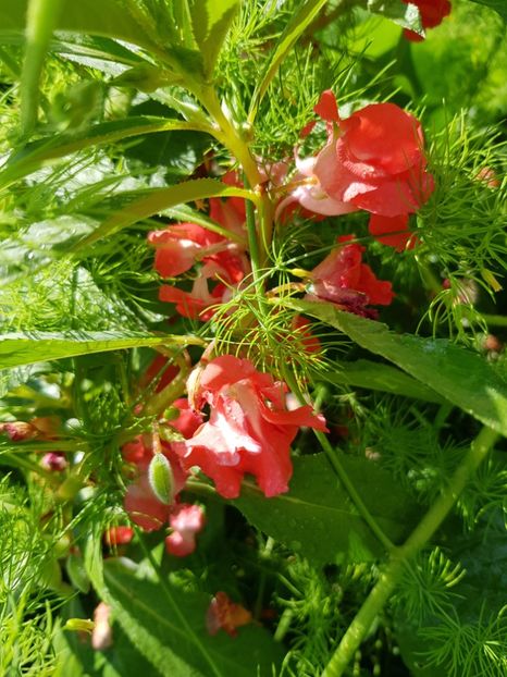  - Alte flori
