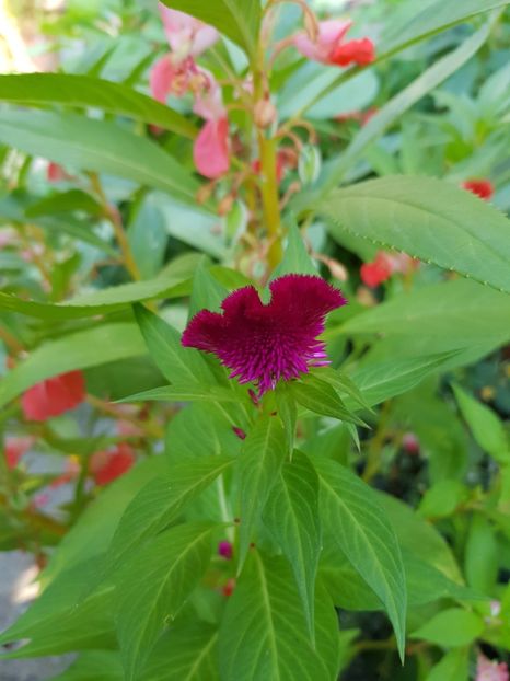  - Alte flori