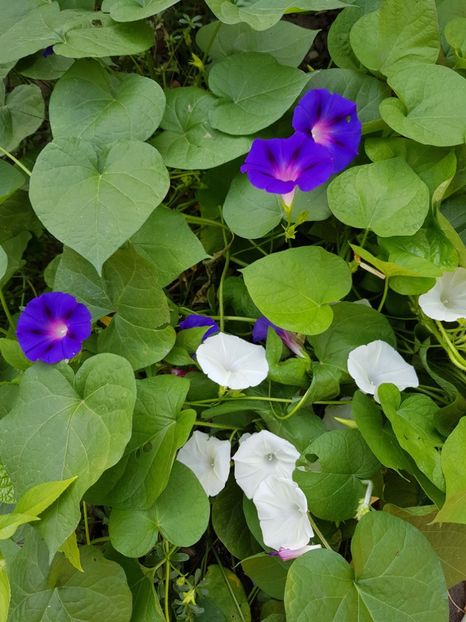  - Alte flori