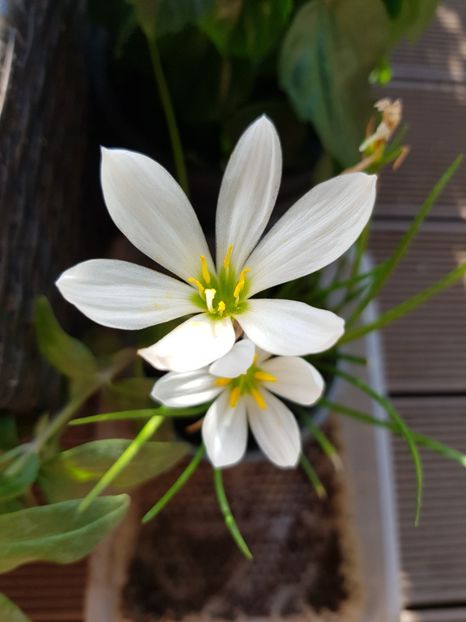  - Alte flori