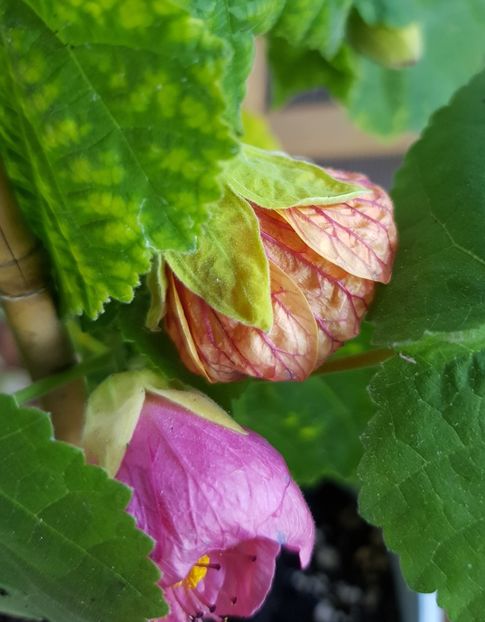  - Alte flori