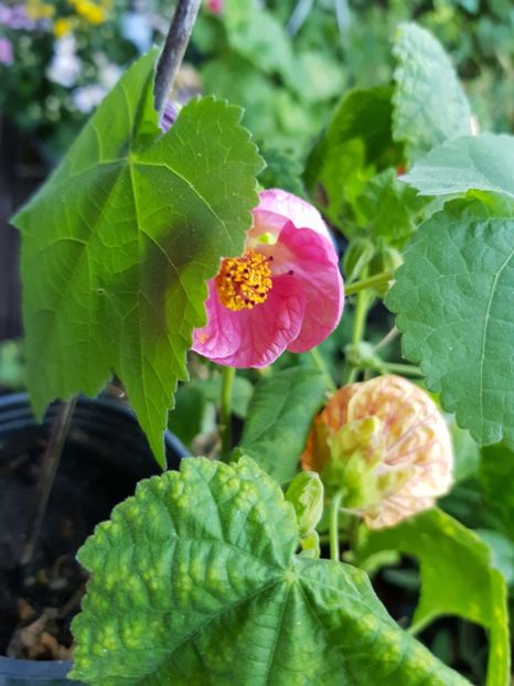  - Alte flori