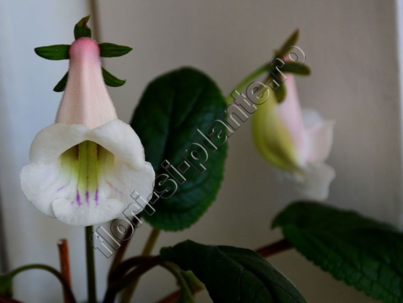 Sinningia Luci s Reflections of Pearl - GLOXINIA-SINNINGIA _COLECTIA 2020_2024