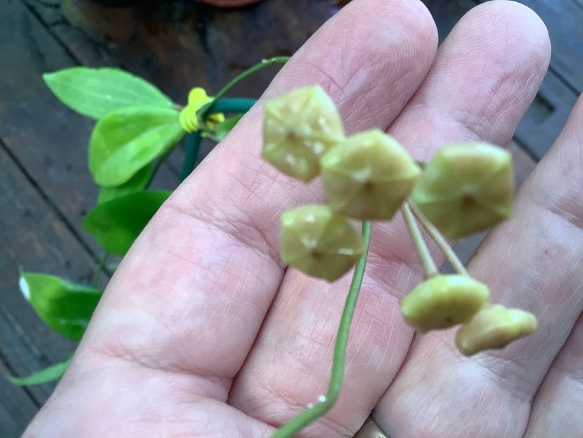 B5D7BCF7-D23C-44D0-ABE9-4A68F86617D3 - Neo Ebudica