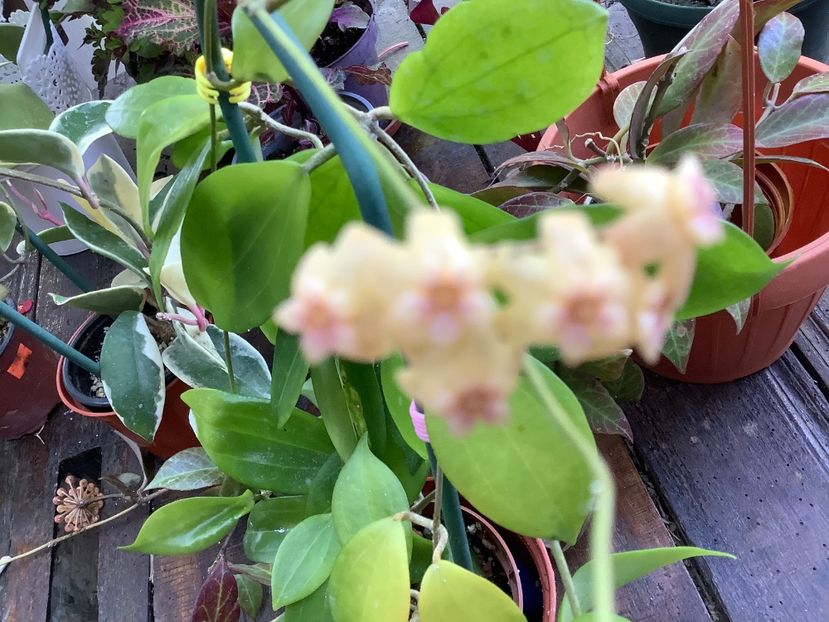 BD9331EB-EDD7-4AFA-B330-096253E7C3DD - Neo Ebudica