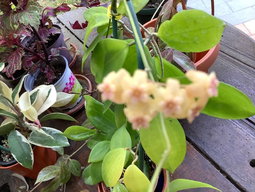 F00AFEAF-F012-42FD-870B-FE46CC866E22 - Neo Ebudica