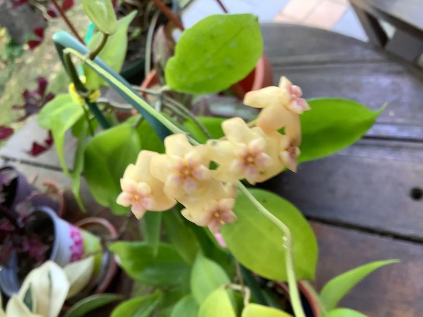 F775DBE4-9AE2-488F-8C48-2CE0398C261D - Neo Ebudica