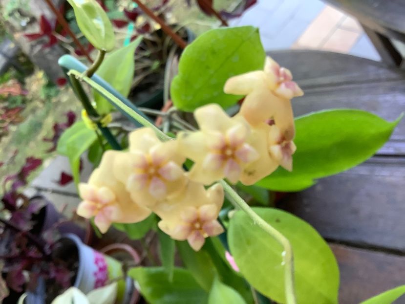 755F4468-B364-4B97-9A0C-4FA9CD4F16BC - Neo Ebudica