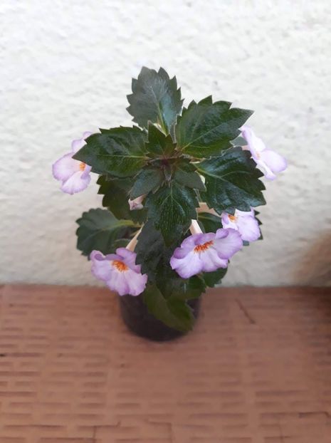 2020 - R20 - Little Lulu - Rodi72