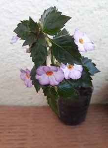  - R20 - Little Lulu - Rodi72