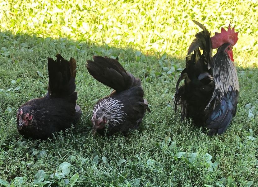 8CCBD883-942F-4404-A4F6-A8CE5E9585C9 - Sebright-auriu și Serama