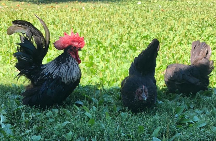 5A71720E-4A5D-4C57-B2B4-34D7B6A5E14D - Sebright-auriu și Serama