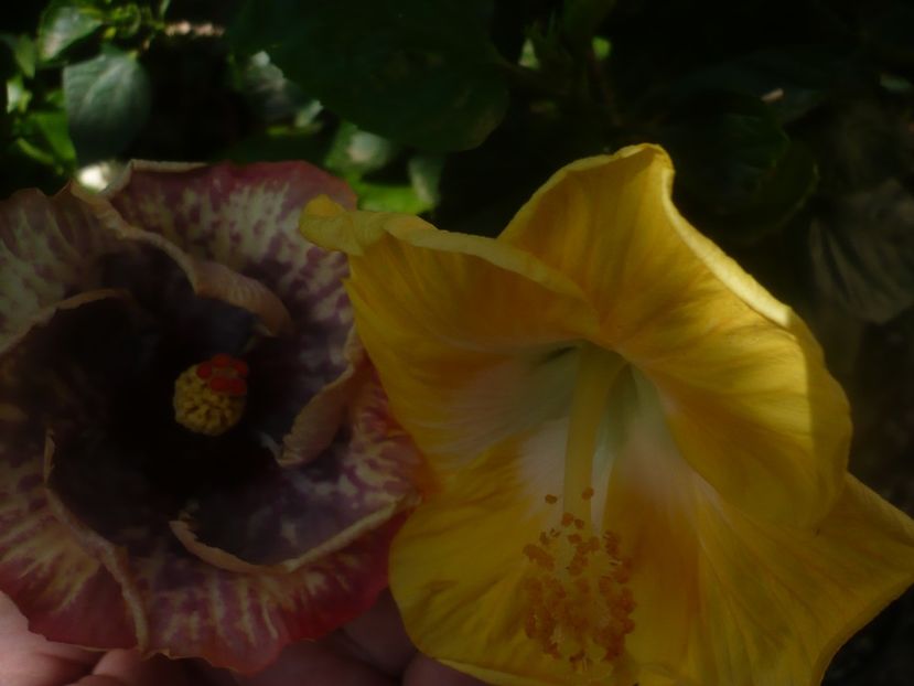 P1460259 - HIBISCUSI 2020-4