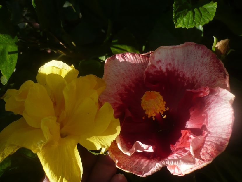 P1460263 - HIBISCUSI 2020-4