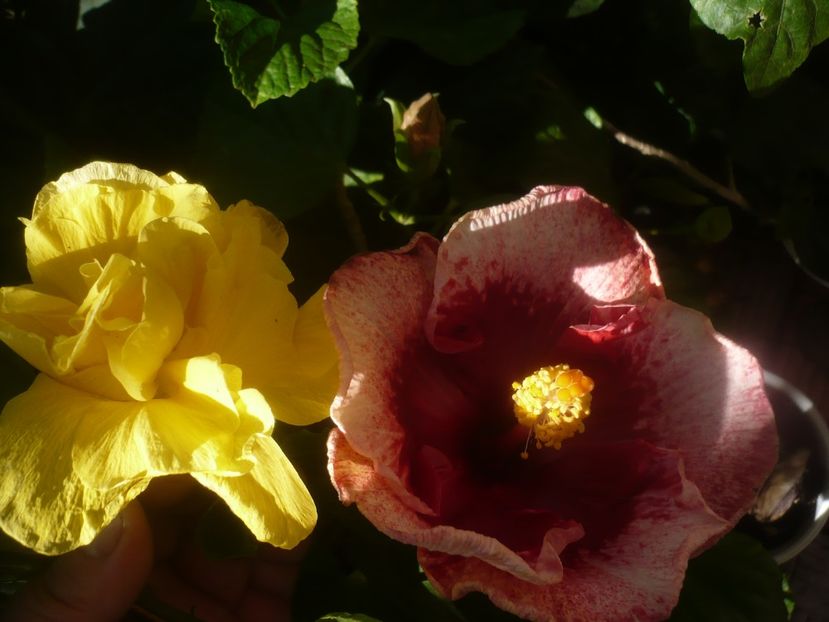 P1460264 - HIBISCUSI 2020-4