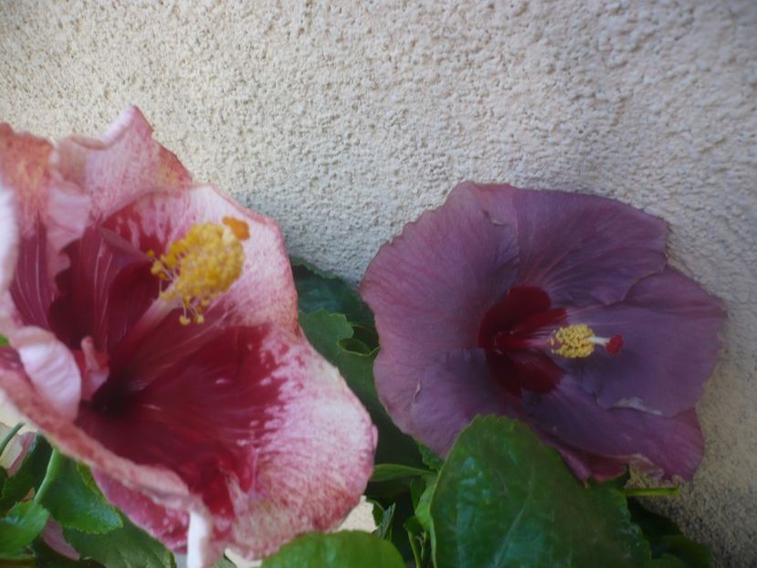 P1460265 - HIBISCUSI 2020-4