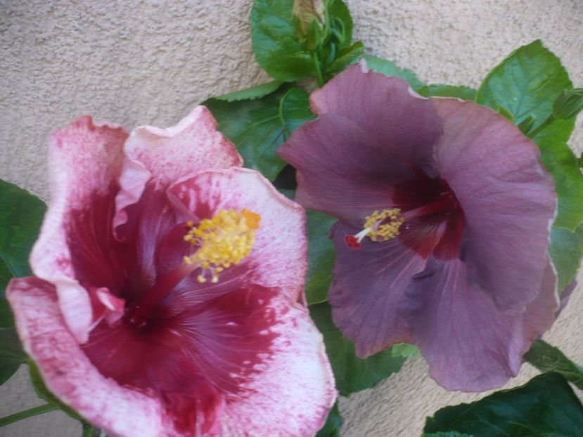 P1460266 - HIBISCUSI 2020-4