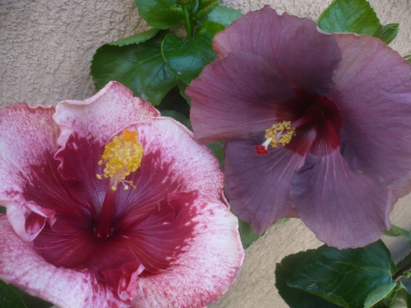 P1460267 - HIBISCUSI 2020-4