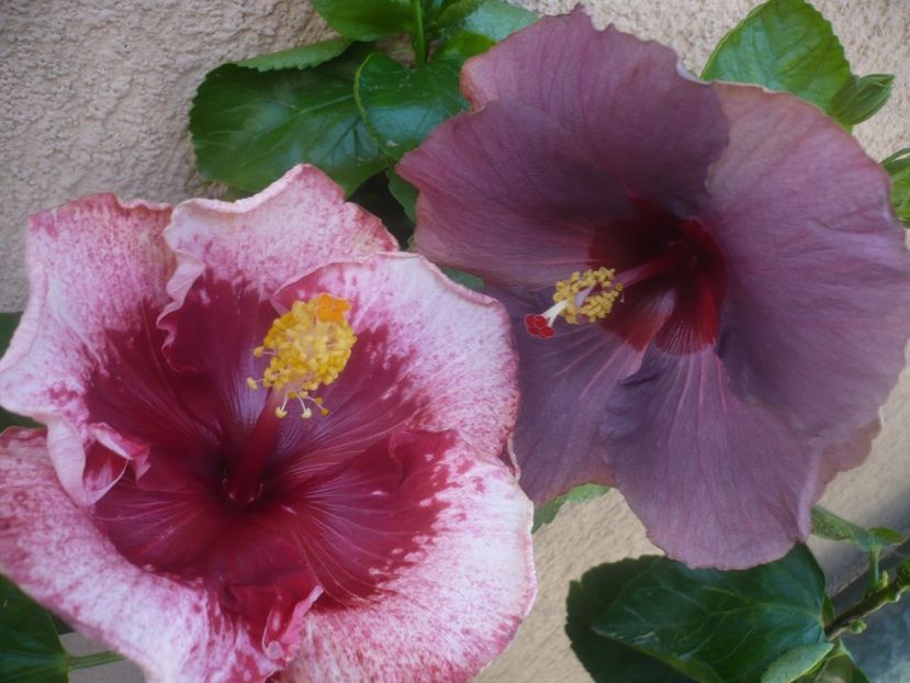 P1460268 - HIBISCUSI 2020-4