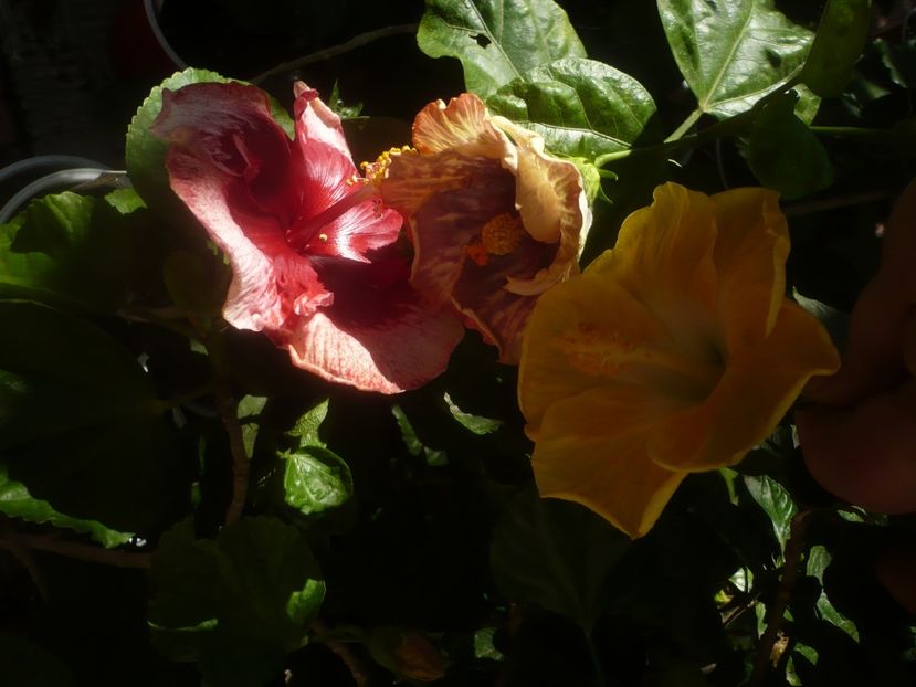 P1460270 - HIBISCUSI 2020-4