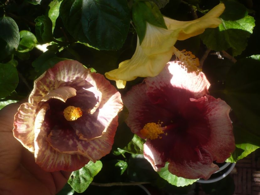 P1460271 - HIBISCUSI 2020-4