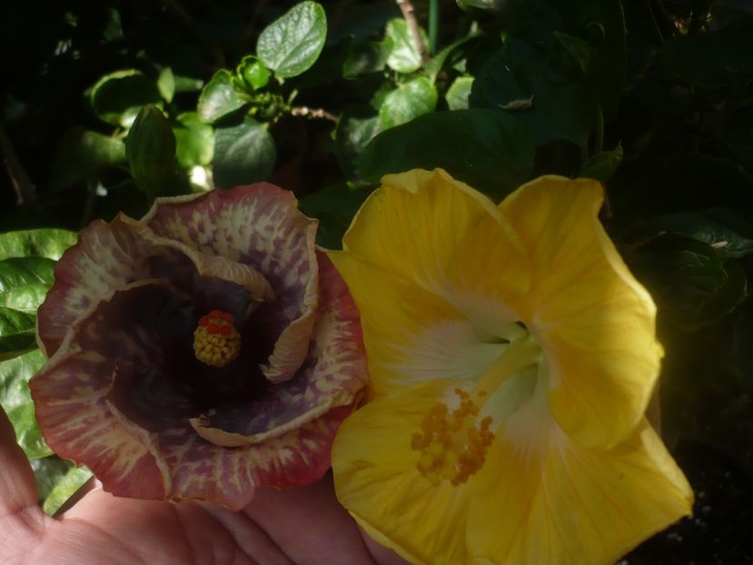 P1460257 - Bo Den Overlord Of Chu