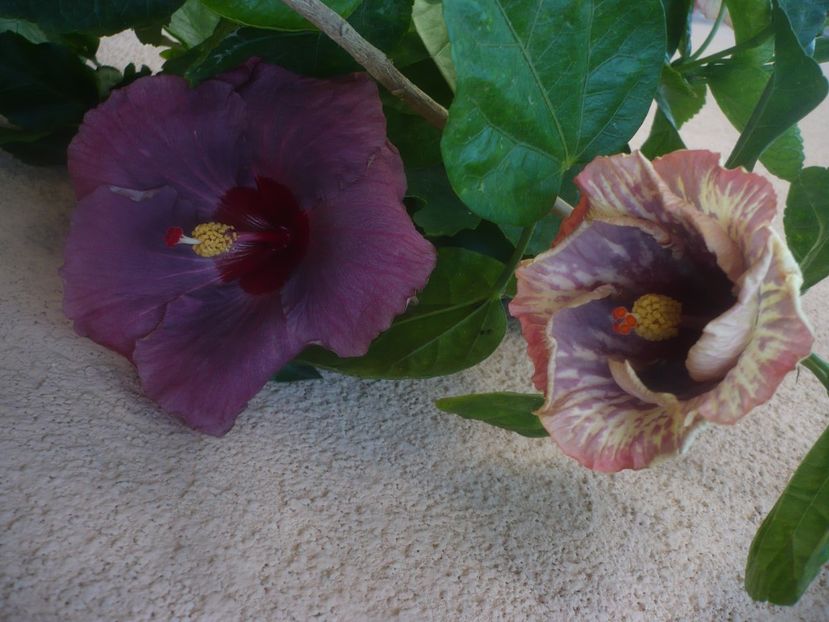 P1460255 - DPs Blue Metal