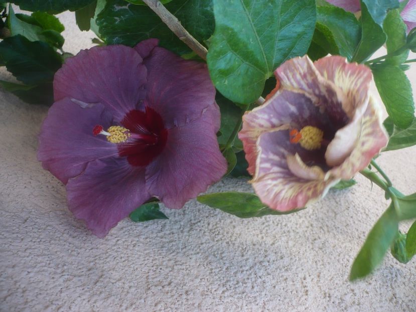 P1460256 - DPs Blue Metal