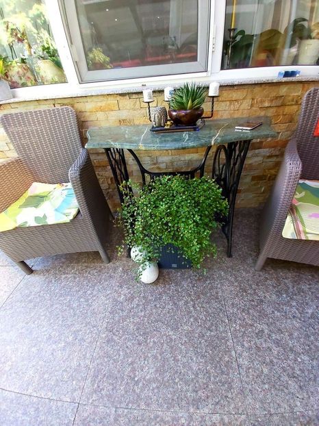 118826954_3569426483124349_3585556011049252307_o - calocephalus si muehlenbeckia