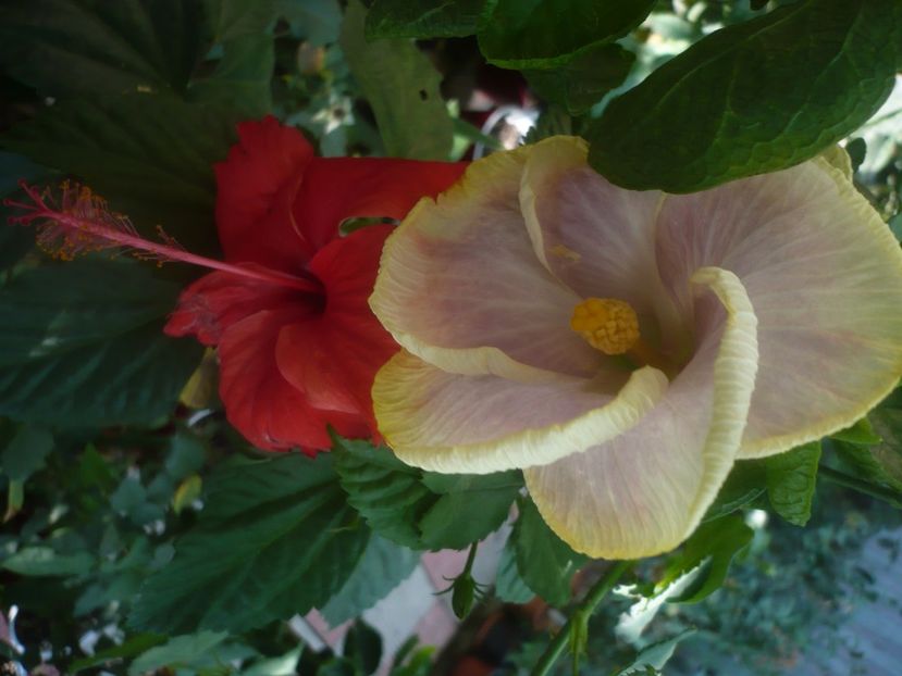 P1460272 - HIBISCUSI 2020-4