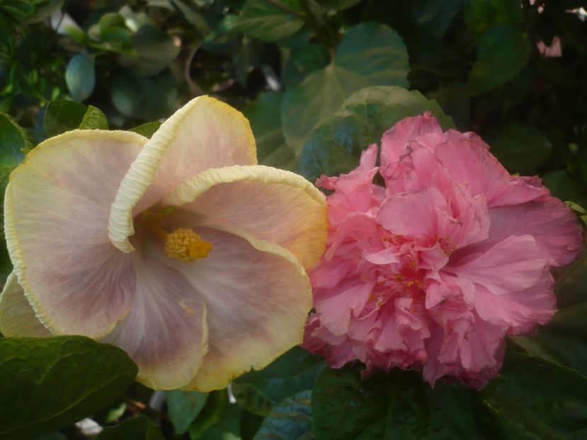 P1460274 - HIBISCUSI 2020-4