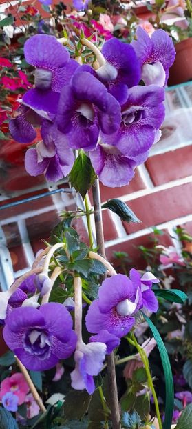 Blue Huricane - 11 Achimenes 2020