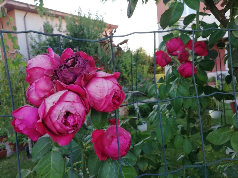  - Red Eden Erik Tabarly