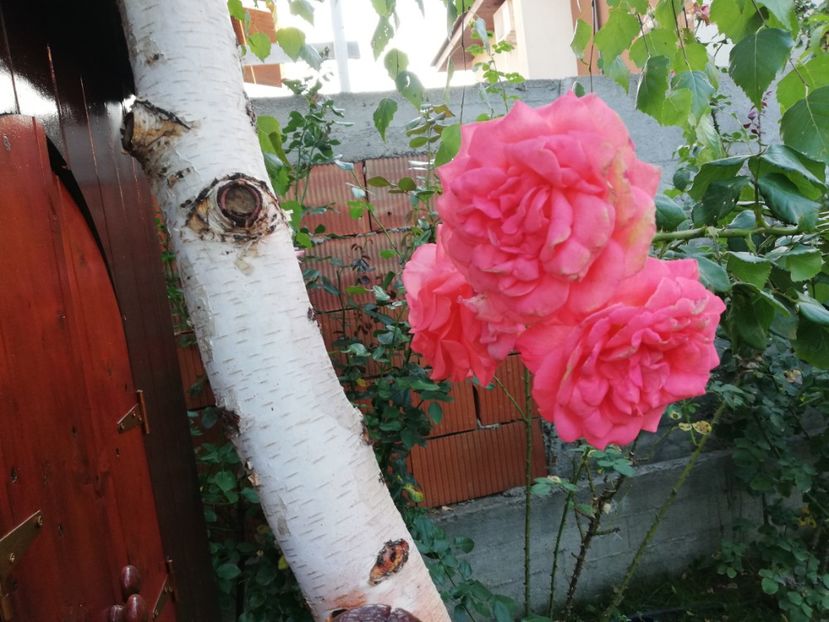  - Dee dee Bridgewater