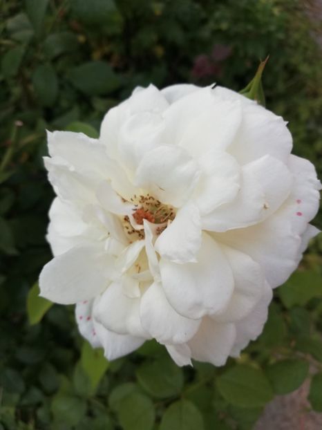  - Uetersener klosterrose- urcator