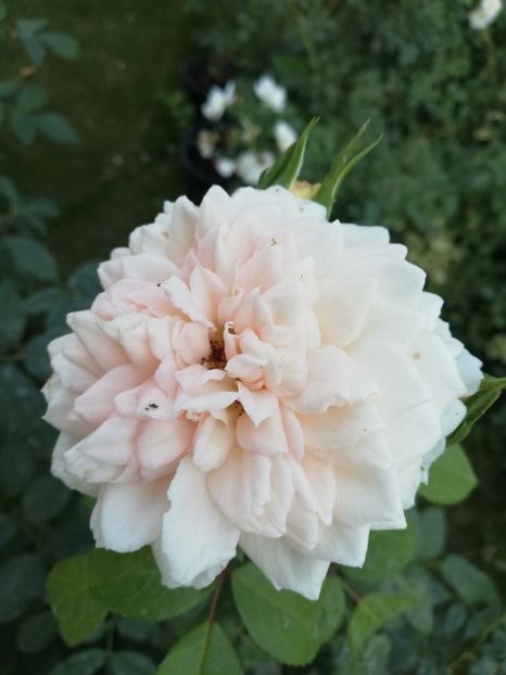  - Uetersener klosterrose- urcator