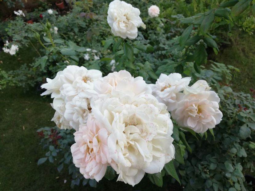  - Uetersener klosterrose- urcator