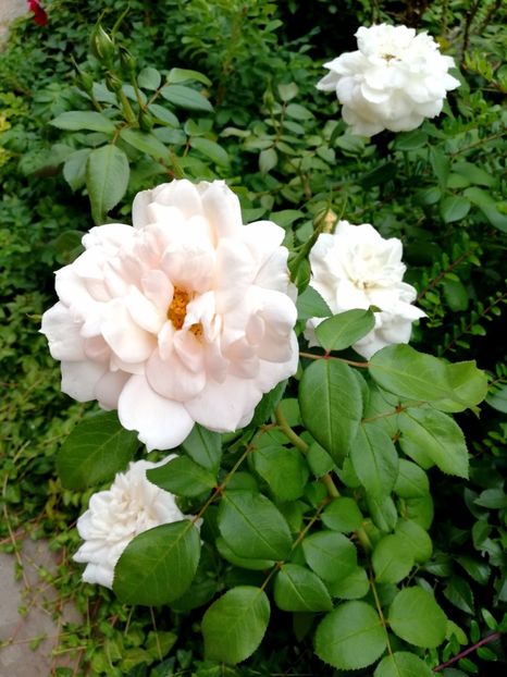 - Uetersener klosterrose- urcator