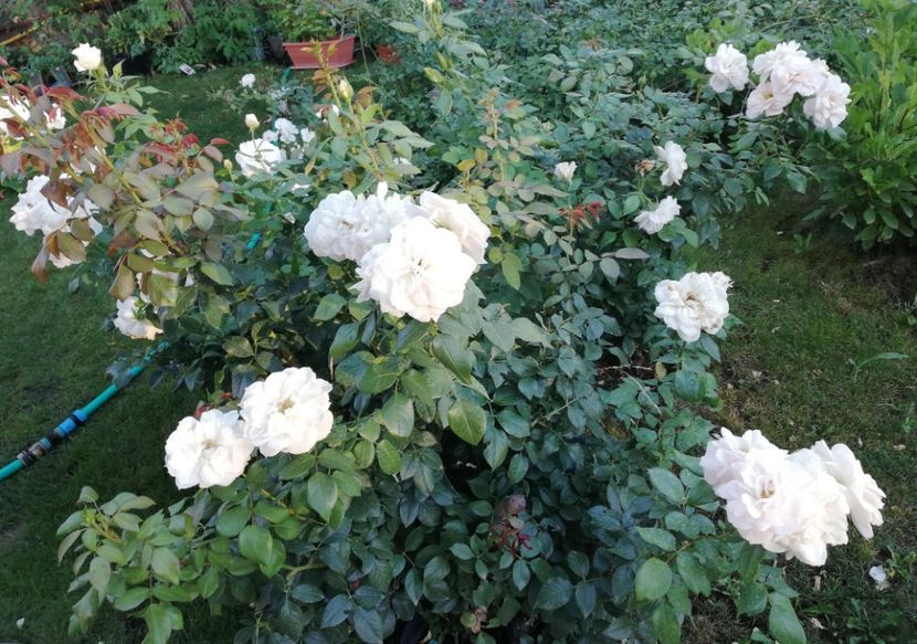  - Uetersener klosterrose- urcator