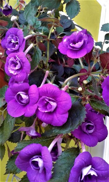 20200905_091522-1 - 000014 ACHIMENES